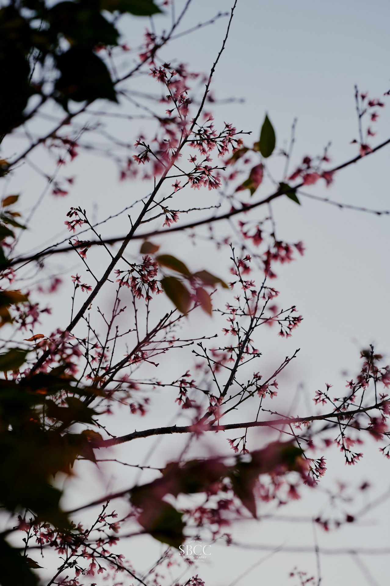 preweddingDalat-41