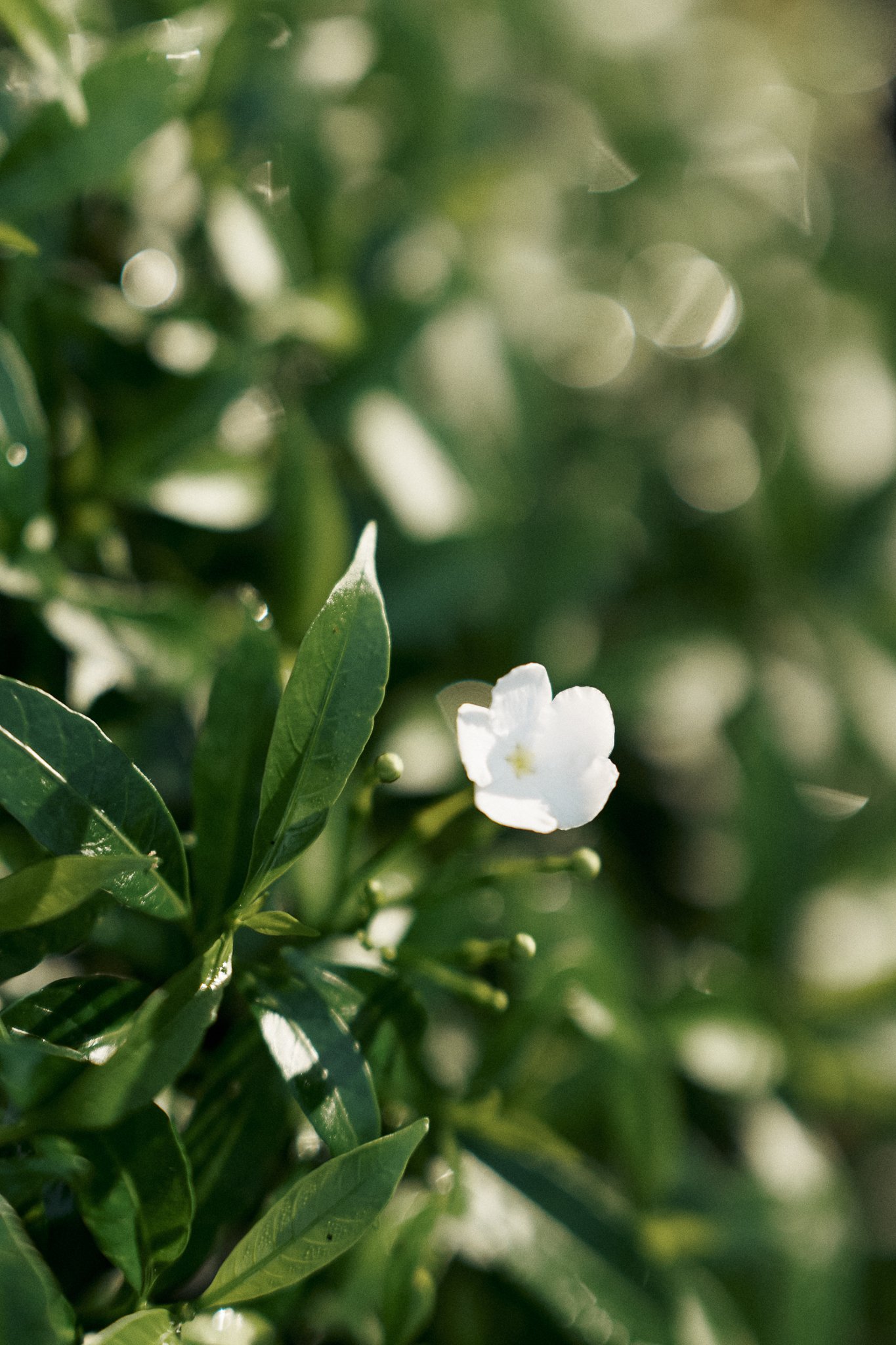 sbcc-pre-wedding-jardin_52