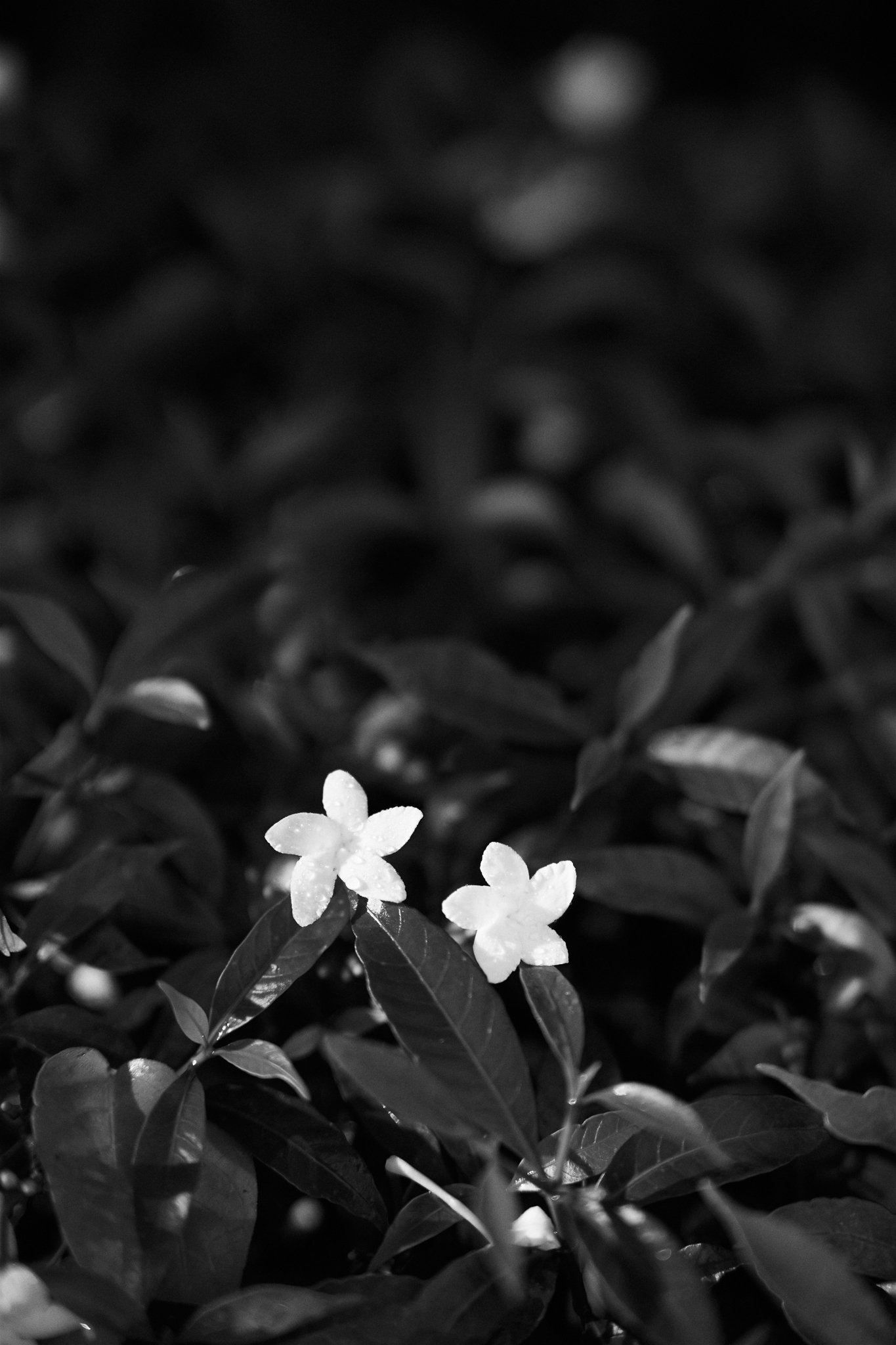 sbcc-pre-wedding-jardin_54