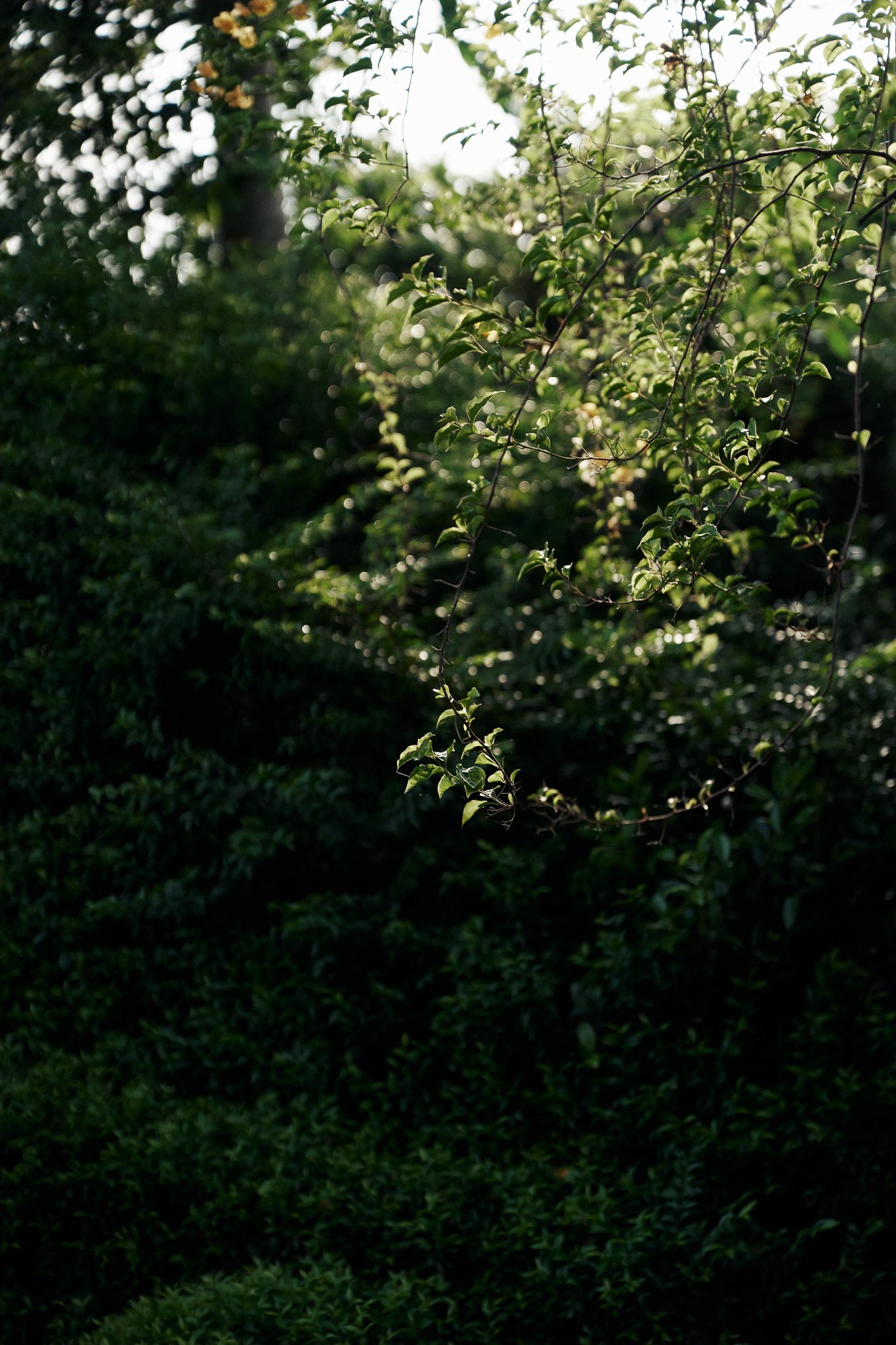 sbcc-pre-wedding-jardin_55